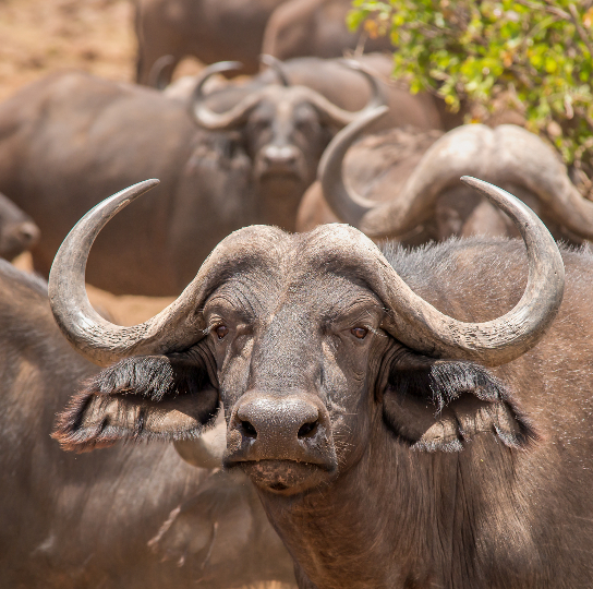 African Buffalo